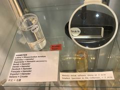 -冰岛阴茎博物馆