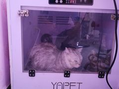 -喵百万·布偶·蓝金金渐层英短·猫舍(百子湾店)