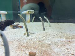 -大阪海游馆