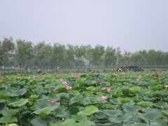 -白洋淀景区