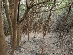 -梧桐山风景名胜区