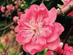 -南国桃园旅游度假区