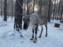 -北极村旅游风景区