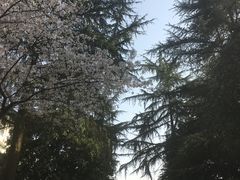 -武汉大学-樱园