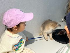 -琪喵猫屋·撸猫猫咖·猫舍