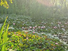 -郑州植物园