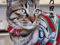 -大青树咖啡(大理古城店)