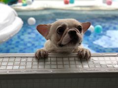 -BABYDOG宝贝狗宠物乐园(欧洲城店)