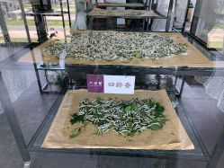 点击看大图 -太湖雪蚕桑文化园