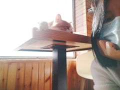 -猫的茶·猫咖