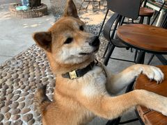 -柴犬高等学院·狗咖·柴犬售卖·宠物训练