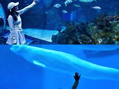-海合安成都极地海洋公园