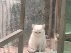 -猫咪博物馆(顶澳仔猫街店)