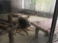 -成都大熊猫繁育研究基地