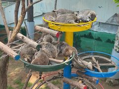 -西霞口神雕山野生动物世界