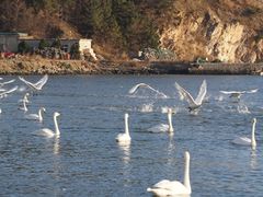 -烟墩角天鹅湖