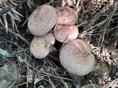 -素山寺森林公园