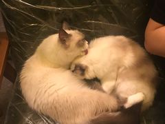 -猫色咖啡·猫咖