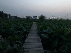 -同銮特种养殖场·龙虾垂钓