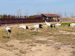 -盐城丹顶鹤湿地生态旅游区
