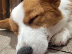 -浣熊柯尔鸭土拨鼠·电玩咖