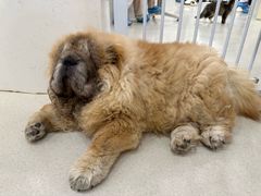 -共舞时光猫咖·狗咖(新街口店)