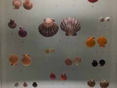-青岛贝壳博物馆