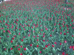 -长春公园(普阳街道)