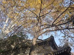 -灵谷景区