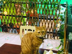 -李小姐の猫咖啡馆(五角场店)
