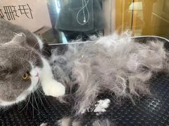 -车接车送·寄养洗护·德文猫舍(大宁店)