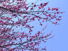 -游子山休闲旅游区