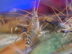 -V-ONE西雅图海鲜自助餐厅(仓山万达广场店)