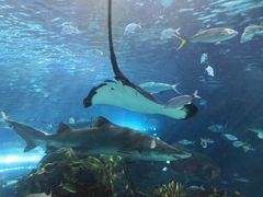 -瑞普利水族馆