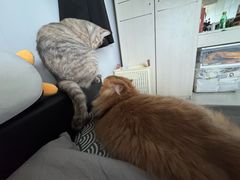 -瑞鹏宠物医院·骨科·猫科·内科(第一中心)