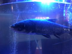 -解家河南菜(商鼎路店)