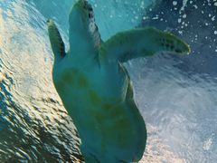 -上海海洋水族馆