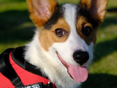 -老伴豆花(麦士威熟食中心店)