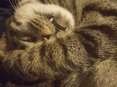 -猫的天空之城概念书店(西塘古镇店)