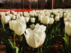 -廊坊文化艺术中心