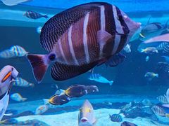 -成都浩海立方海洋公园