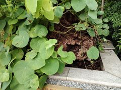 -广州神农草堂中医药博物馆