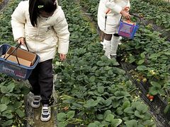 -小鱼草莓采摘园农家乐·小鱼餐厅