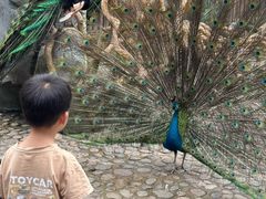 -西双版纳傣族园