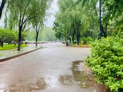 -莲花池公园