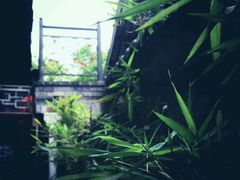 -恺庐茶园(宽窄巷子景区店)