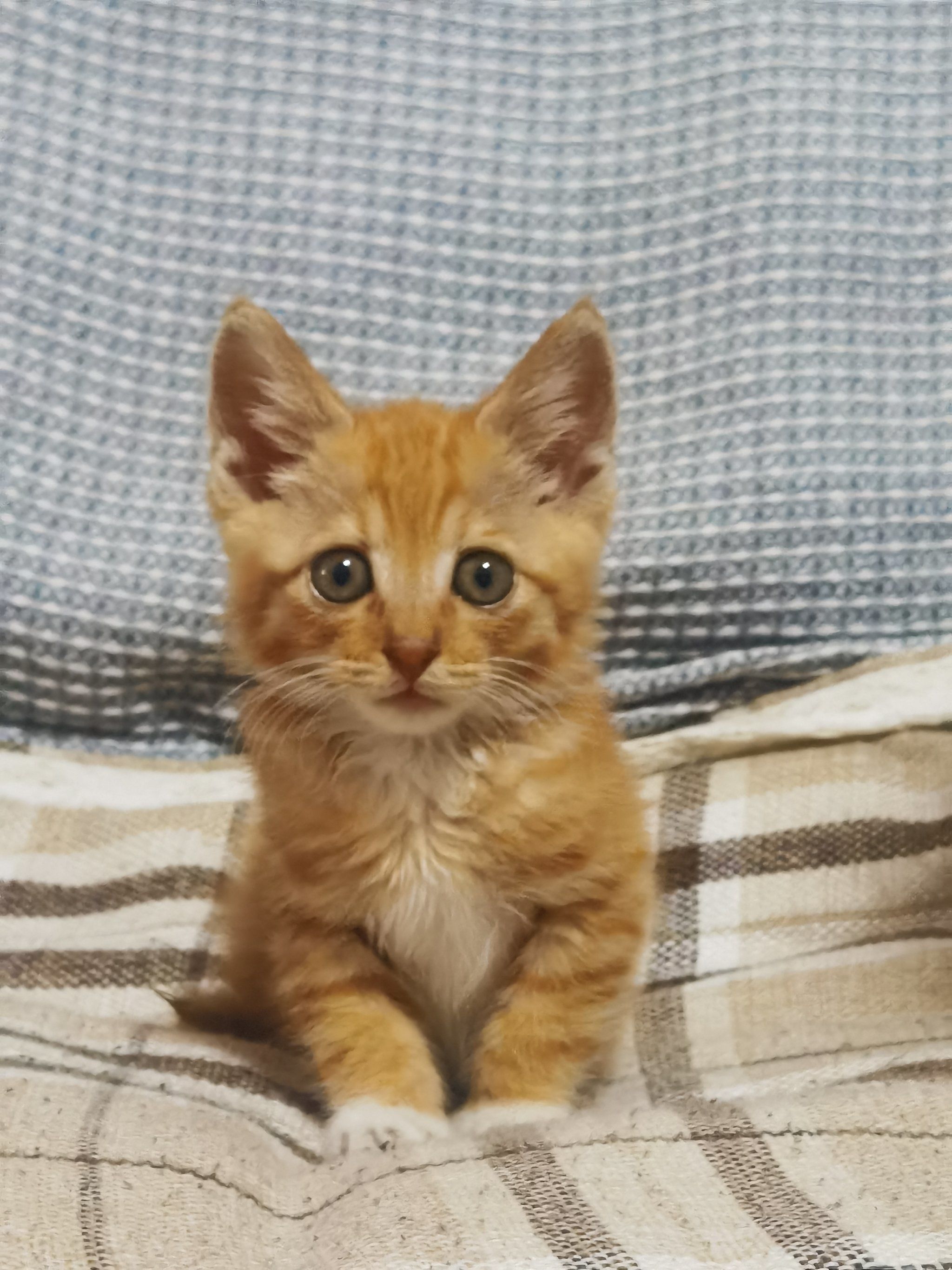 橘子猫来袭,甜蜜满满