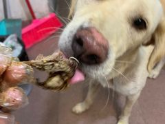 -田螺姑娘炸鸭爪(炭步店)