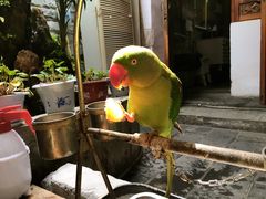 -丽江庭院之丽江往事(安定门店)