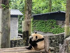 -都江堰中华大熊猫苑